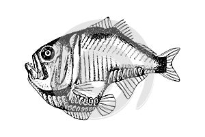 Marine hatchetfish hand drawn vector