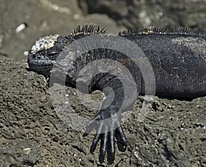 Marine Iguana photo