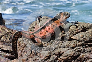 Marine iguana