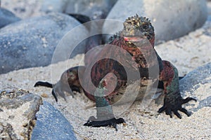 Marine Iguana