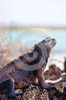 Marine iguana