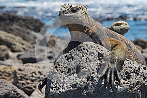 Marine iguana