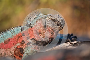 Marine iguana