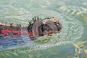 Marine iguana