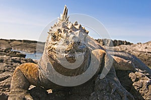 Marine Iguana