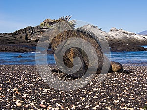 Marine Iguana