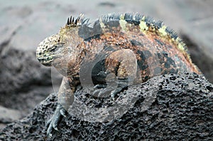 Marine Iguana