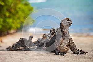 Marine iguana