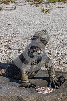 Marine iguana