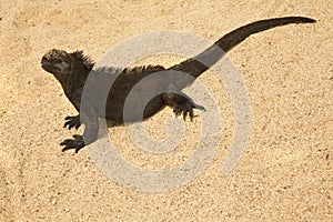 The marine iguana Amblyrhynchus cristatus.