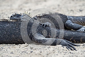 Marine iguana Amblyrhynchus cristatus albemarlensis