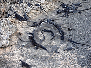 Marine Iguana, Amblyrhynchus cristatus albemarlensis, with some places found in large numbers, Isabela Island, Galapagos, Ecuador