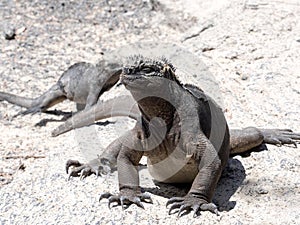 Marine Iguana, Amblyrhynchus cristatus albemarlensis, is a subspecies on Isabela Island, Galapagos, Ecuador