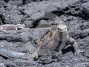 Marine Iguana, Amblyrhynchus cristatus albemarlensis, is a subspecies on Isabela Island, Galapagos, Ecuador