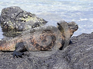 Marine Iguana, Amblyrhynchus cristatus albemarlensis, is a subspecies on Isabela Island, Galapagos, Ecuador