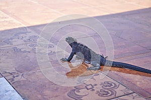 Marine iguana, Amblyrhynchus cristatus, also sea, saltwater, or GalÃ¡pagos marine iguana.