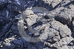 marine iguana, Amblyrhynchus cristatus, also sea, saltwater, or GalÃ¡pagos marine iguana