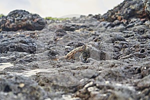 marine iguana, Amblyrhynchus cristatus, also sea, saltwater, or GalÃ¡pagos marine iguana.