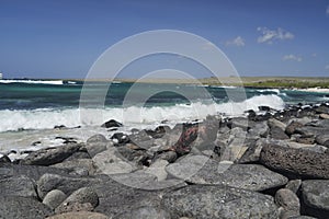 Marine iguana, Amblyrhynchus cristatus, also sea, saltwater, or GalÃ¡pagos marine iguana