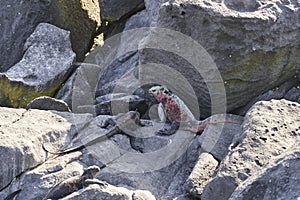 marine iguana, Amblyrhynchus cristatus, also sea, saltwater, or GalÃ¡pagos marine iguana.