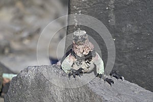 marine iguana, Amblyrhynchus cristatus, also sea, saltwater, or GalÃ¡pagos marine iguana.