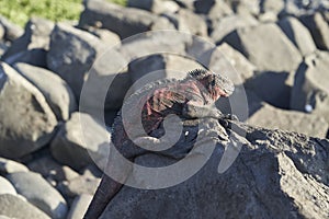 marine iguana, Amblyrhynchus cristatus, also sea, saltwater, or GalÃ¡pagos marine iguana