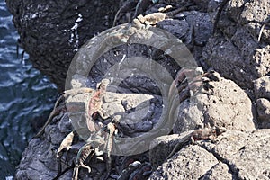 Marine iguana, Amblyrhynchus cristatus, also sea, saltwater, or GalÃ¡pagos marine iguana.