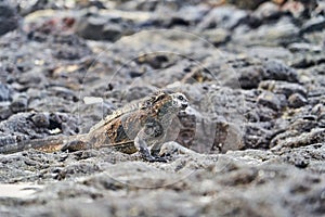 Marine iguana, Amblyrhynchus cristatus, also sea, saltwater, or GalÃ¡pagos marine iguana sitting on the lava rocks.