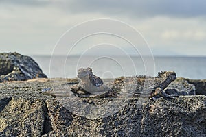 Marine iguana, Amblyrhynchus cristatus, also sea, saltwater, or GalÃ¡pagos marine iguana sitting on the lava rocks .