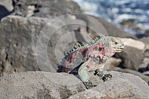 marine iguana, Amblyrhynchus cristatus, also sea, saltwater, or GalÃ¡pagos marine iguana sitting on the lava rocks .