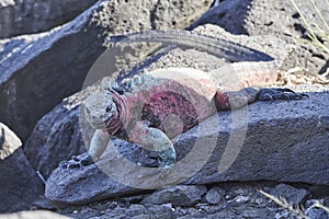 Marine iguana, Amblyrhynchus cristatus, also sea, saltwater, or GalÃ¡pagos marine iguana sitting on lava rocks .