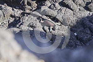 marine iguana, Amblyrhynchus cristatus, also sea, saltwater, or GalÃ¡pagos marine iguana sitting on lava rocks .