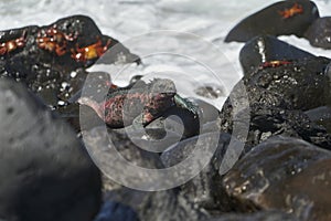 Marine iguana, Amblyrhynchus cristatus, also sea, saltwater, or GalÃ¡pagos marine iguana sitting on lava rocks .