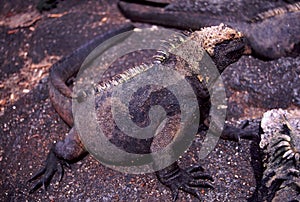 Marine Iguana Amblyrhynchus cristatus cristatus photo