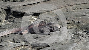 marine iguana, Amblyrhynchus cristatus, Galapagos islands