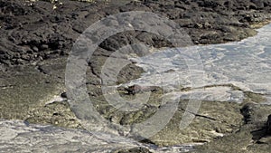 marine iguana, Amblyrhynchus cristatus, Galapagos islands