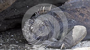 marine iguana, Amblyrhynchus cristatus, Galapagos islands