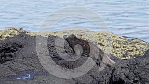 marine iguana, Amblyrhynchus cristatus, Galapagos islands