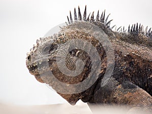 Marine iguana (Amblyrhynchus cristatus), Galapagos Islands