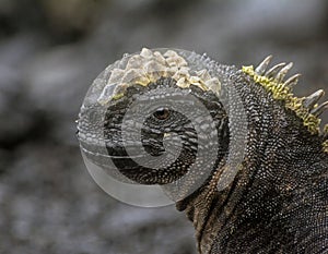 The Marine Iguana Amblyrhynchus cristatus in Galapagos islands, Ecuador photo