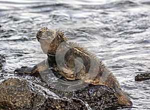 The Marine Iguana Amblyrhynchus cristatus in Galapagos islands, Ecuador photo