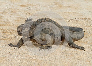 Marine Iguana Amblyrhynchus cristatus GalÃÂ¡pagos Islands photo