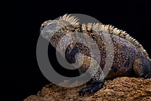 Marine iguana Amblyrhynchus cristatus hassi