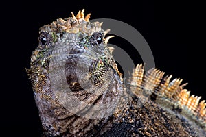 Marine iguana Amblyrhynchus cristatus hassi