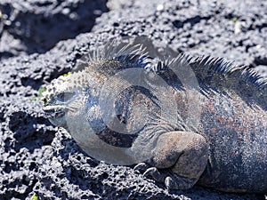 Marine Iguana, Amblyrhynchus cristatus hassi, is on the island of Santa Cruz, very abundant, Galapagos, Ecuador