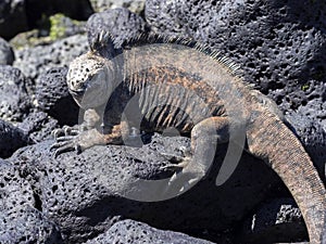 Marine Iguana, Amblyrhynchus cristatus hassi, is on the island of Santa Cruz, very abundant, Galapagos, Ecuador