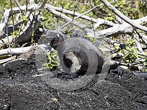 Marine Iguana, Amblyrhynchus cristatus hassi, is on the island of Santa Cruz, very abundant, Galapagos, Ecuador