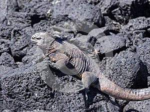 Marine Iguana, Amblyrhynchus cristatus hassi, is on the island of Santa Cruz, very abundant, Galapagos, Ecuador