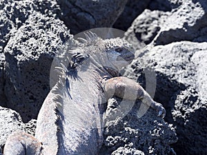 Marine Iguana, Amblyrhynchus cristatus hassi, is on the island of Santa Cruz, very abundant, Galapagos, Ecuador