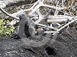 Marine Iguana, Amblyrhynchus cristatus hassi, is on the island of Santa Cruz, very abundant, Galapagos, Ecuador